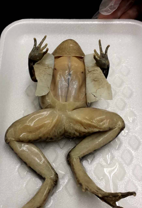 Materials/Procedures - Frog Dissection Lab